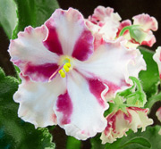 Growing African violets from a leaf